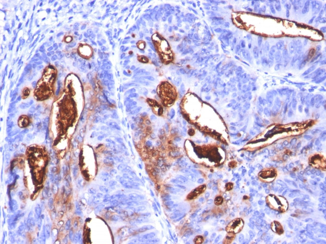 CA19-9/Sialyl Lewisa (GI Tumor Marker) Antibody in Immunohistochemistry (Paraffin) (IHC (P))