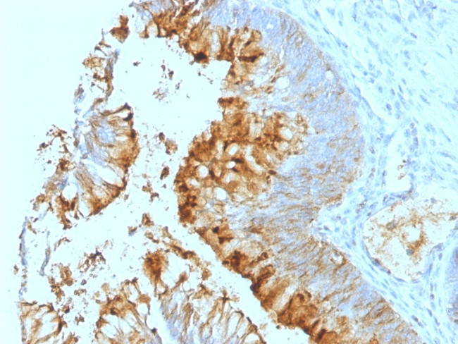 Lewis A (Blood Group Antigen) Antibody in Immunohistochemistry (Paraffin) (IHC (P))