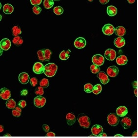 HLA-Pan (MHC II) Antibody in Immunocytochemistry (ICC/IF)