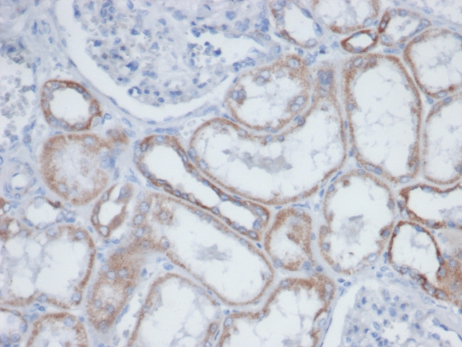 Biotin (Vitamin B7 or Vitamin H) Antibody in Immunohistochemistry (Paraffin) (IHC (P))