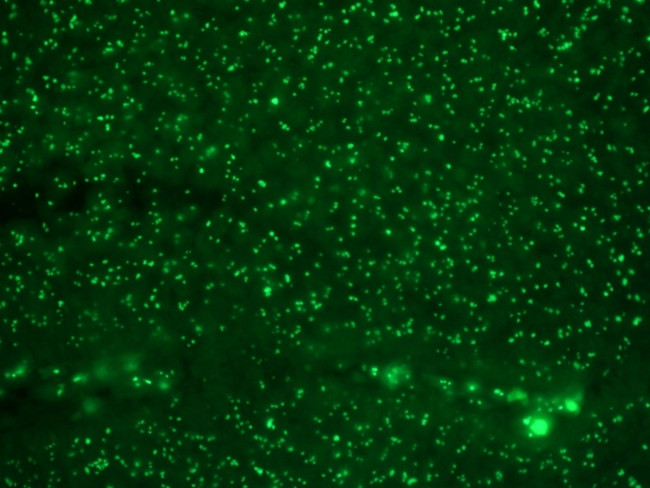 Human Nucleolar Antigen (Marker For Human Cells) Antibody in Immunohistochemistry (Paraffin) (IHC (P))