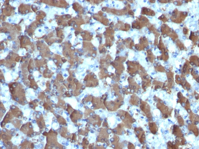 HepPar-1 Antibody in Immunohistochemistry (Paraffin) (IHC (P))