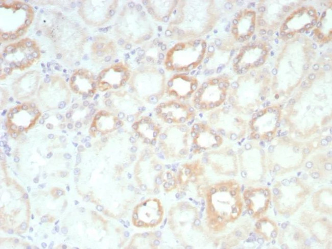 Biotin (Vitamin B7 or Vitamin H) Antibody in Immunohistochemistry (Paraffin) (IHC (P))