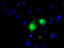 MSMB Antibody in Immunocytochemistry (ICC/IF)