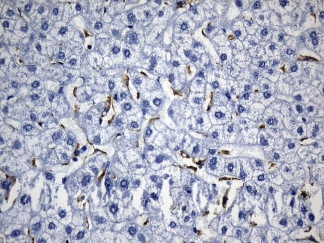 MSR1 Antibody in Immunohistochemistry (Paraffin) (IHC (P))