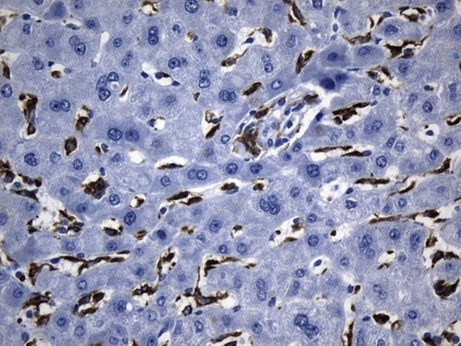 MSR1 Antibody in Immunohistochemistry (Paraffin) (IHC (P))