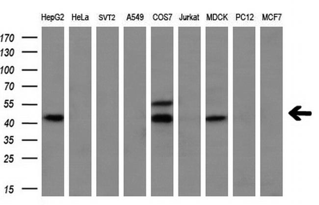 MSTN Antibody in Western Blot (WB)