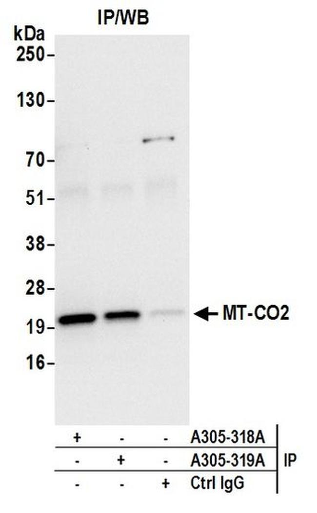 MT-CO2 Antibody in Western Blot (WB)