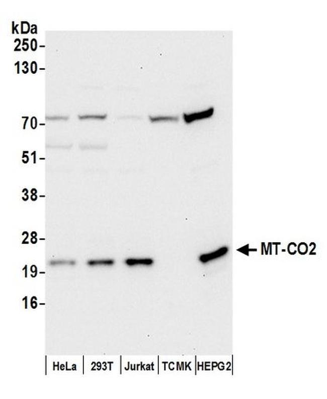 MT-CO2 Antibody in Western Blot (WB)