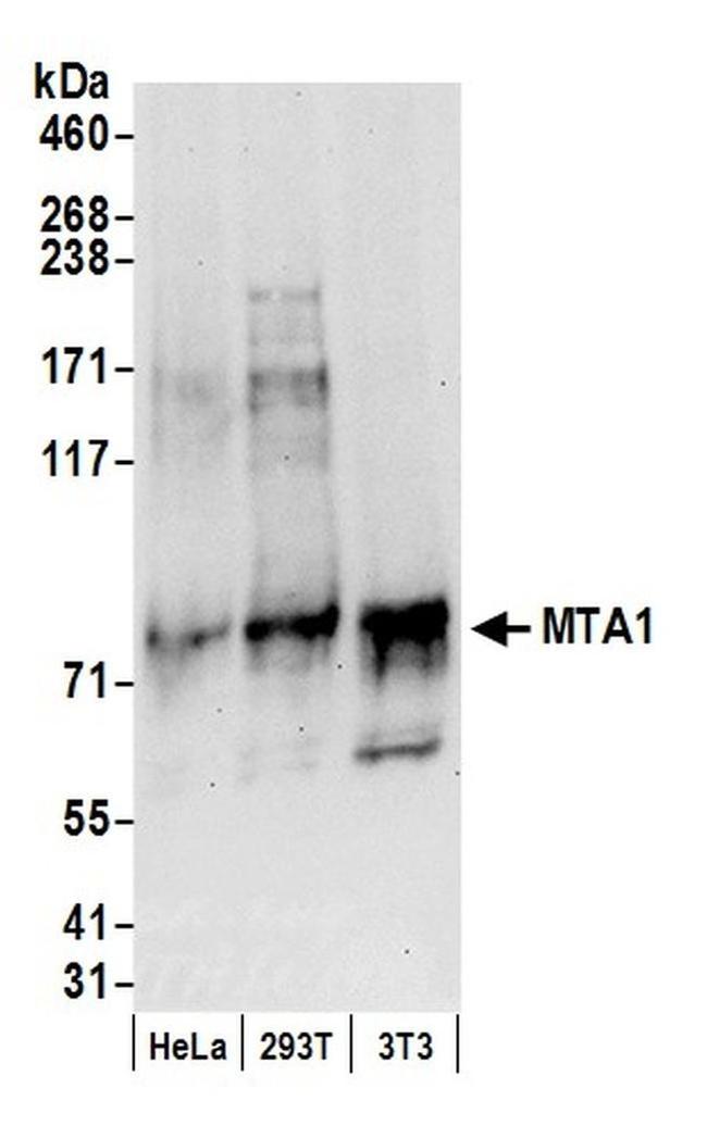 MTA1 Antibody in Western Blot (WB)