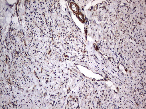 MTDH Antibody in Immunohistochemistry (Paraffin) (IHC (P))