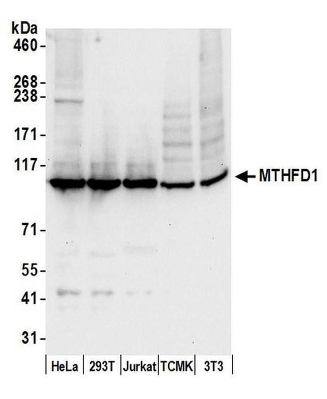 MTHFD1 Antibody in Western Blot (WB)