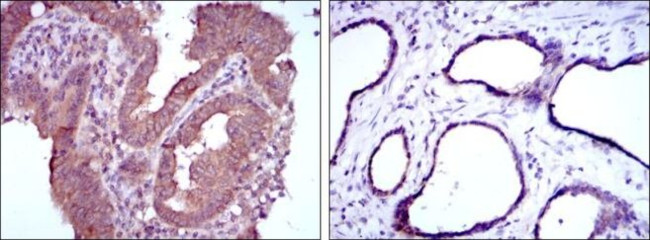 MTHFR Antibody in Immunohistochemistry (Paraffin) (IHC (P))