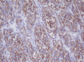 MTIF3 Antibody in Immunohistochemistry (Paraffin) (IHC (P))