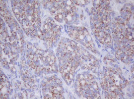 MTIF3 Antibody in Immunohistochemistry (Paraffin) (IHC (P))