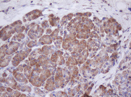 MTIF3 Antibody in Immunohistochemistry (Paraffin) (IHC (P))