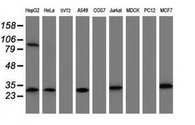 MTIF3 Antibody in Western Blot (WB)