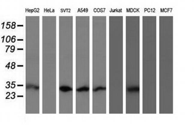 MTIF3 Antibody in Western Blot (WB)