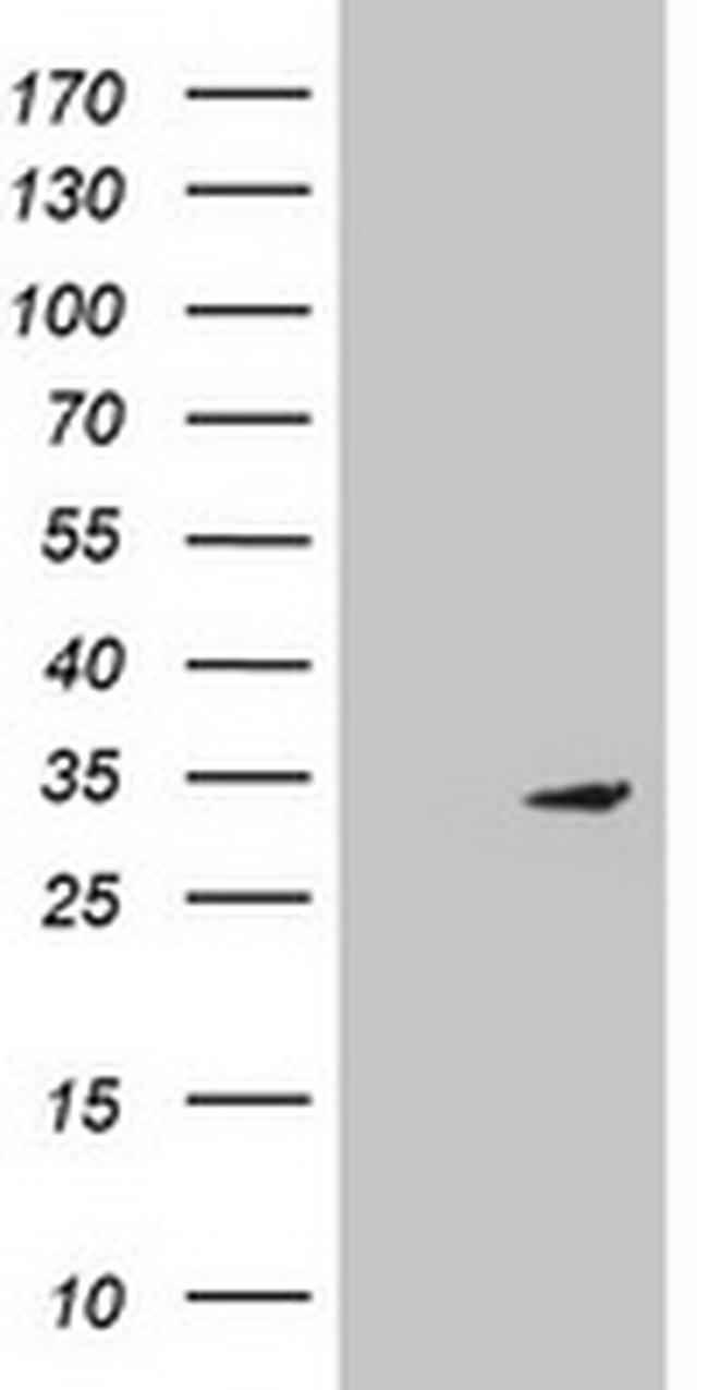 MTIF3 Antibody in Western Blot (WB)