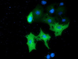 MTMR14 Antibody in Immunocytochemistry (ICC/IF)