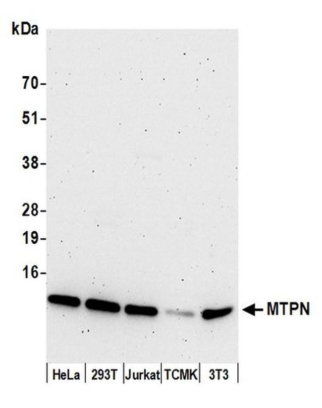 MTPN Antibody in Western Blot (WB)