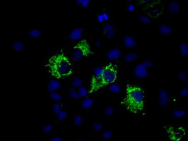 MTRF1L Antibody in Immunocytochemistry (ICC/IF)