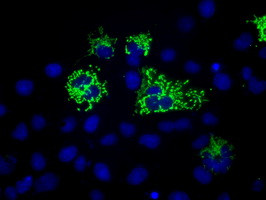 MTRF1L Antibody in Immunocytochemistry (ICC/IF)