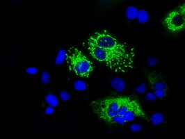 MTRF1L Antibody in Immunocytochemistry (ICC/IF)