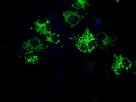 MTRF1L Antibody in Immunocytochemistry (ICC/IF)