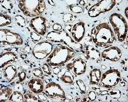 MTRF1L Antibody in Immunohistochemistry (Paraffin) (IHC (P))