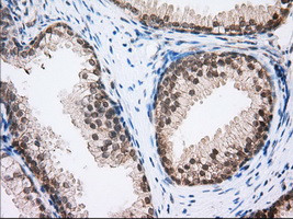 MTRF1L Antibody in Immunohistochemistry (Paraffin) (IHC (P))