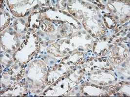 MTRF1L Antibody in Immunohistochemistry (Paraffin) (IHC (P))