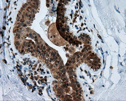 MTRF1L Antibody in Immunohistochemistry (Paraffin) (IHC (P))