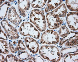 MTRF1L Antibody in Immunohistochemistry (Paraffin) (IHC (P))