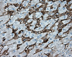 MTRF1L Antibody in Immunohistochemistry (Paraffin) (IHC (P))