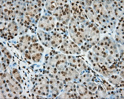 MTRF1L Antibody in Immunohistochemistry (Paraffin) (IHC (P))