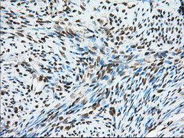 MTRF1L Antibody in Immunohistochemistry (Paraffin) (IHC (P))