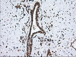 MTRF1L Antibody in Immunohistochemistry (Paraffin) (IHC (P))