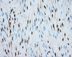 MTRF1L Antibody in Immunohistochemistry (Paraffin) (IHC (P))