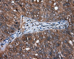 MTRF1L Antibody in Immunohistochemistry (Paraffin) (IHC (P))