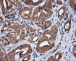 MTRF1L Antibody in Immunohistochemistry (Paraffin) (IHC (P))