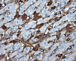 MTRF1L Antibody in Immunohistochemistry (Paraffin) (IHC (P))