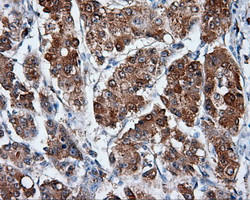 MTRF1L Antibody in Immunohistochemistry (Paraffin) (IHC (P))