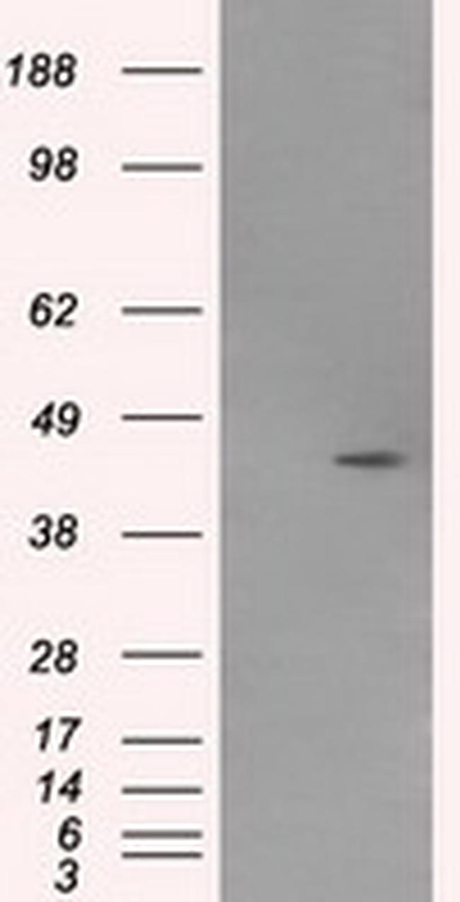 MTRF1L Antibody in Western Blot (WB)