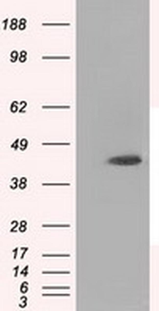 MTRF1L Antibody in Western Blot (WB)