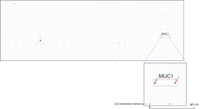 MUC1 Antibody in Peptide array (ARRAY)