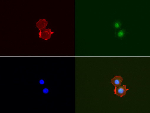 MUC1 Antibody in Immunocytochemistry (ICC/IF)