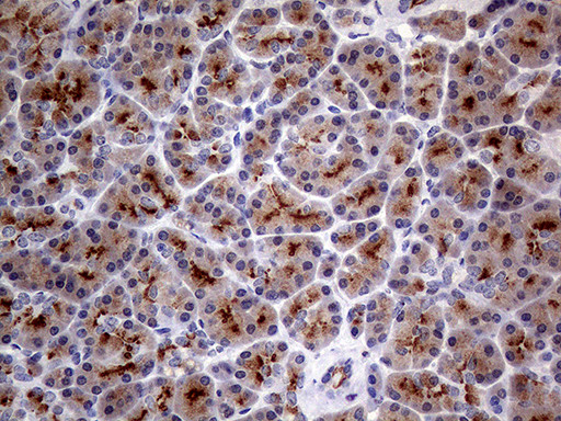 MUC1 Antibody in Immunohistochemistry (Paraffin) (IHC (P))