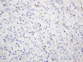 MUC1 Antibody in Immunohistochemistry (Paraffin) (IHC (P))