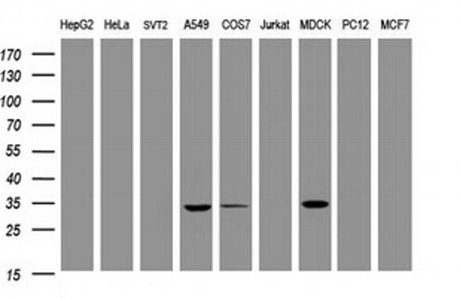 MUC1 Antibody in Western Blot (WB)